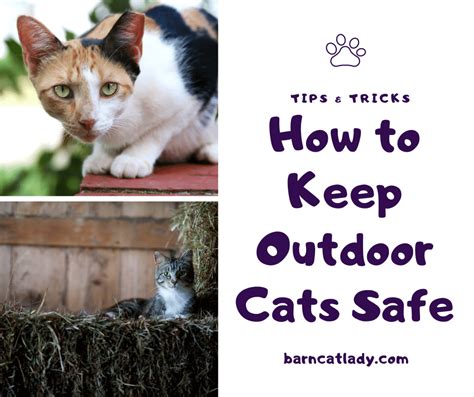 How to Keep an Outdoor Cat: A Guide to Balancing Freedom and Safety